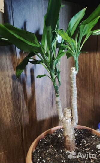 Комнатные цветы драцена