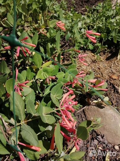 Кампсис, жимолость Каприфоль, плющ