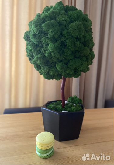 Топиарий из мха