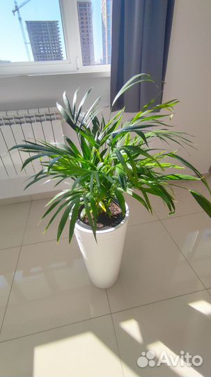 Пальма арека дипсис