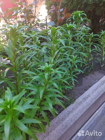 Лилии кремовая и жёлтая