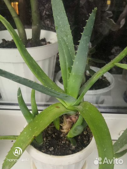 Продам цветы комнатные в ассортименте цена договор