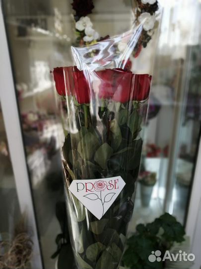 Розы 110-120см