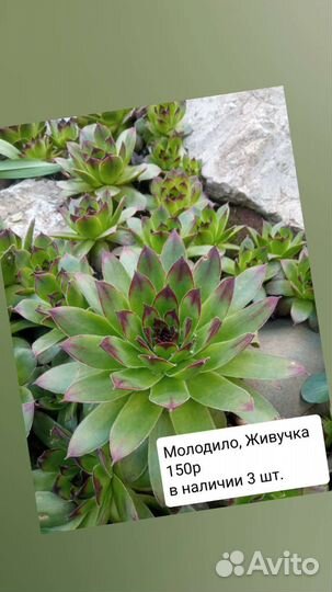 Цветы и саженцы