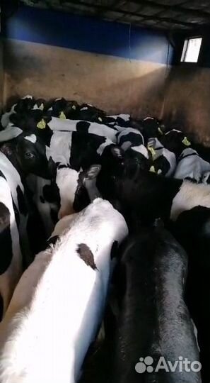 Телята бычки