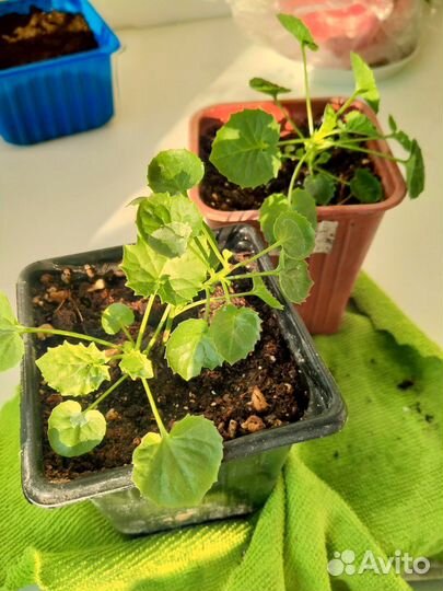 Комнатные растения