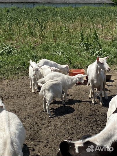 Овцы бараны