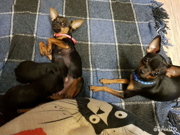 Продам мини той-терьер