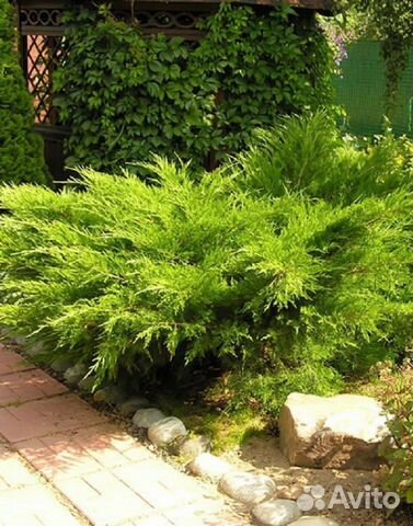 Можжевельник минт джулеп