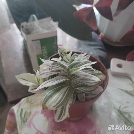 Комнатные растения