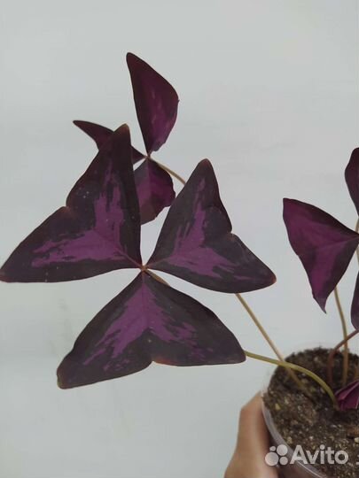 Оксалис батерфляй бабочка кислица