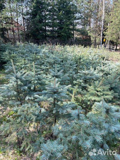 Саженцы ель голубая