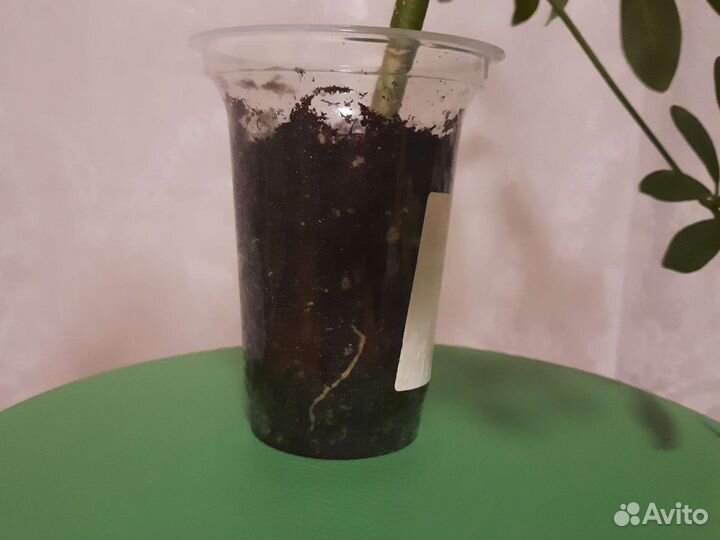 Комнатные цветы шефлера