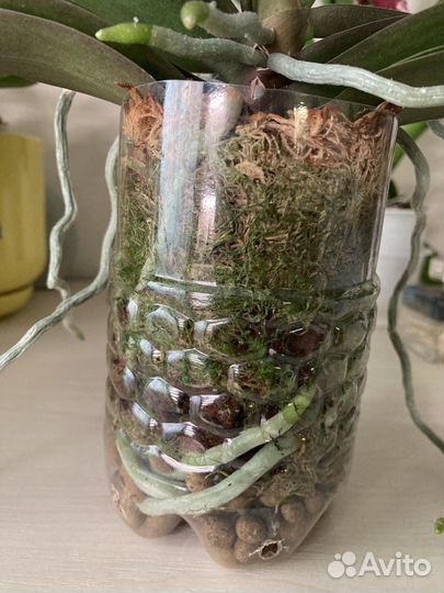 Орхидея фаленопсис