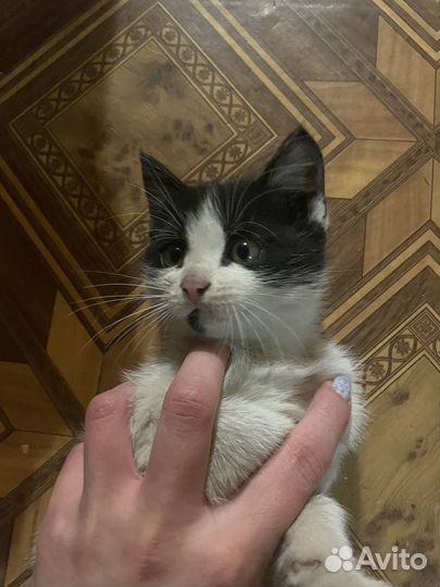 Отдам бесплатно