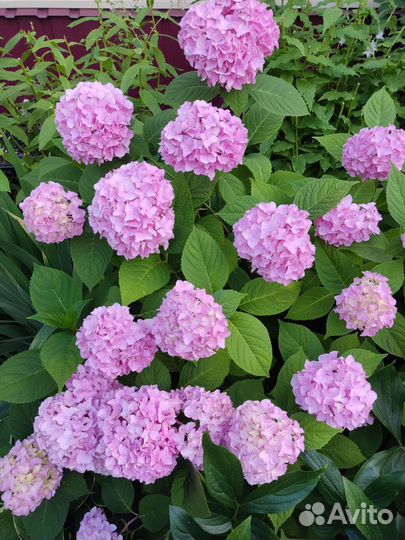 Ива, гортензия, клематис, жимолость каприфоль