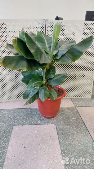 Банан Кавендиш супер карликовый