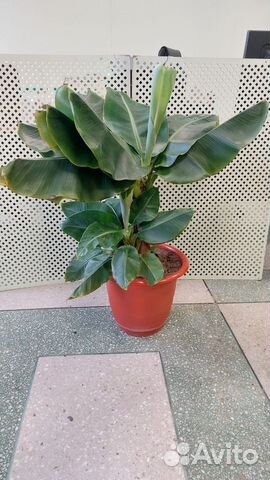 Банан Кавендиш супер карликовый