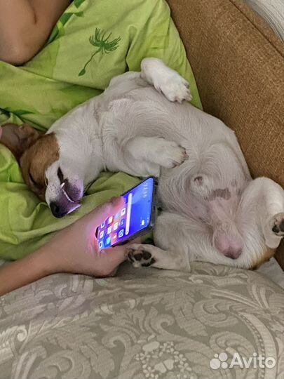 Джек Рассел терьер вязка