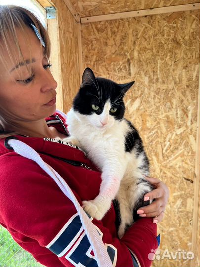 Черно-белый красавец кот из приюта