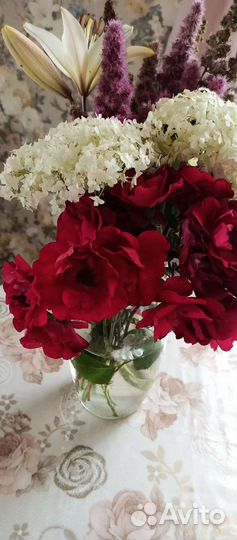 Саженцы роз. Плетистая