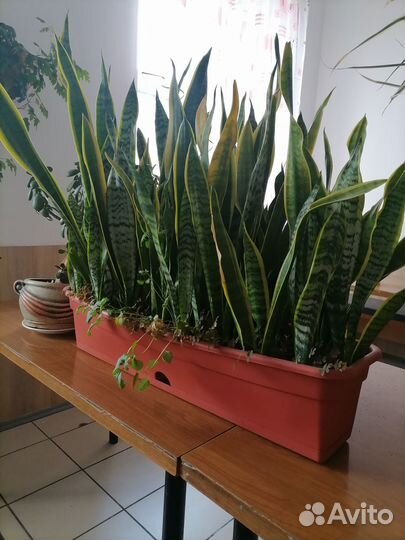 Домашние и офисные растения цветы