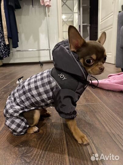 Комбинезон JOY для маленькой собаки,24см