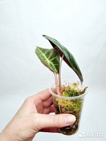 Алоказия пинк дракон