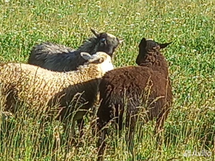 Мясо баранина тушка