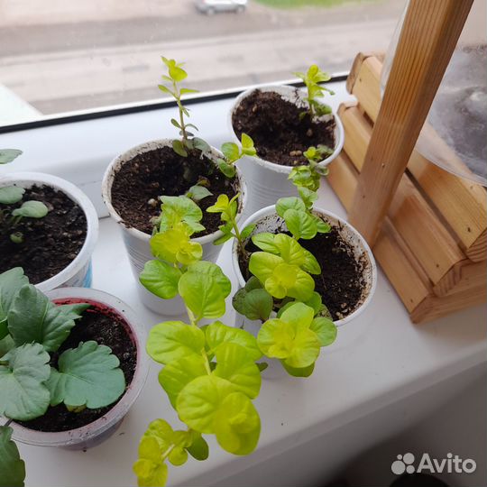 Лизимахия ампельная