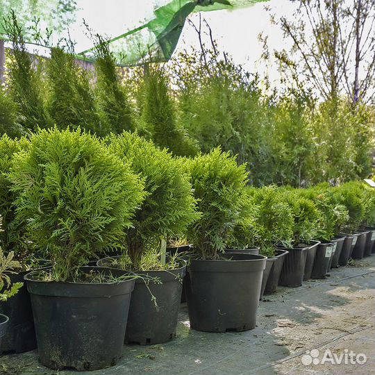 Саженцы: туя, сосна, кедр, можжевельник