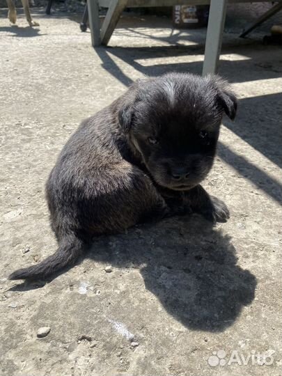 Щенки в добрые руки