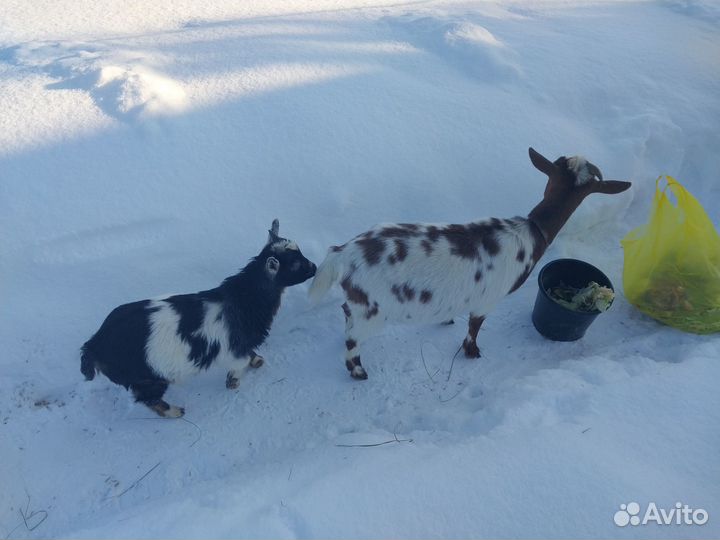Нигерийский козлёнок