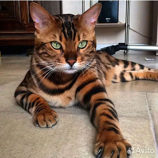 Бенгальский кот вязка