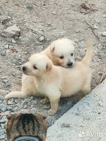 Щенки в добрые руки