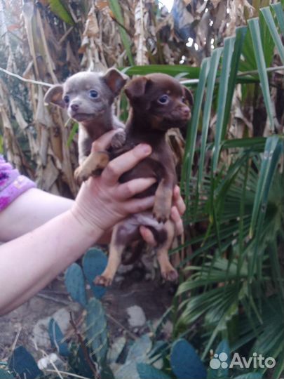 Щенки чихуахуа