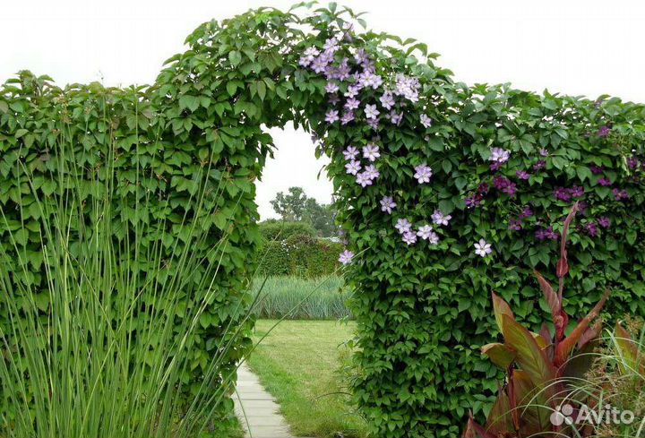 Девичий виноград.Быстрорастущая лиана