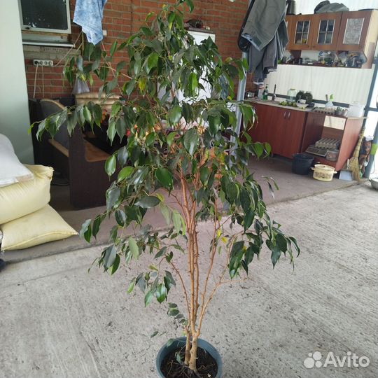 Драцена фикус Бенджамина