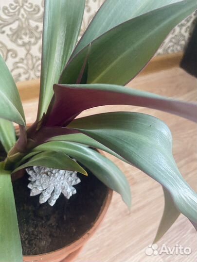 Кордилина растение комнатное