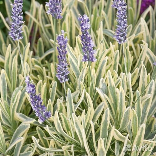 Лаванда узколистная Платинум Блонд