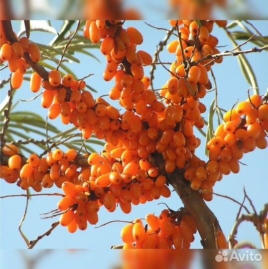 Облепиха саженцы