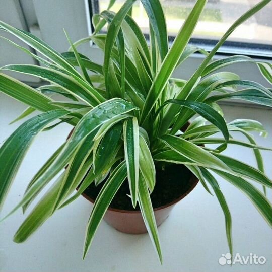 Хлорофитумы