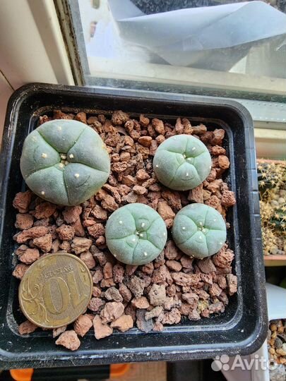 Кактус лысый