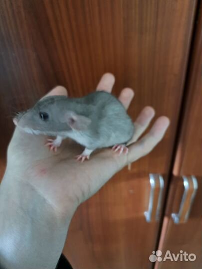 Крысята бесплатно