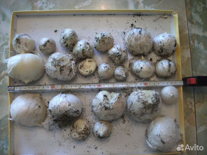 Лук Суворова (Аллиум) Луковицы на посадку