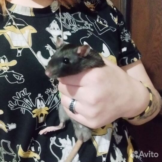 Крысёнок дамбо