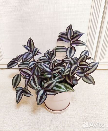 Традесканция зебрина в горшке