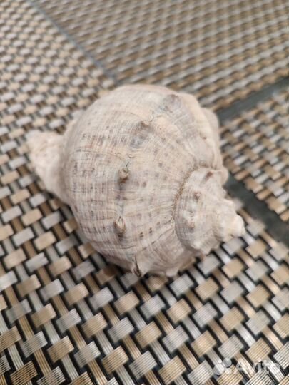 Морские ракушки раковины большие