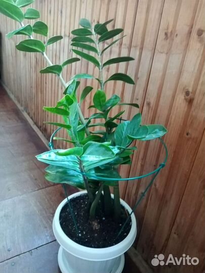 Замиокулькас