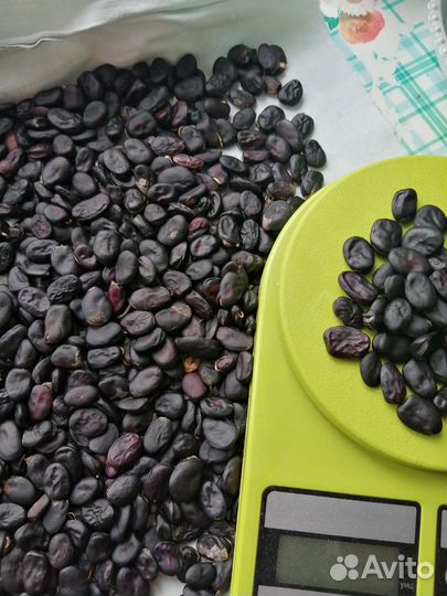 Семена бобов